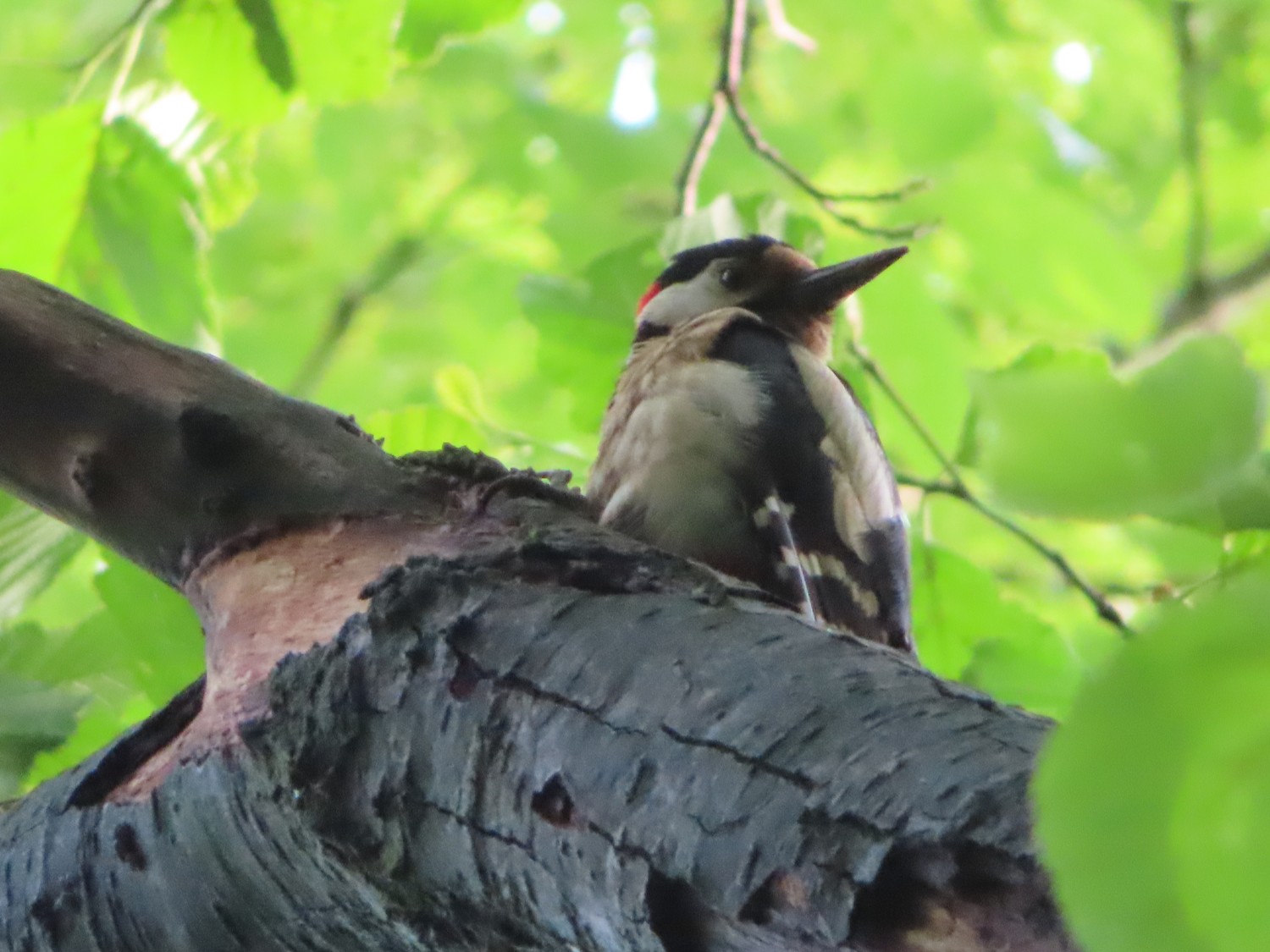 livebirdspoland_67c9e69cb65339c87a63d62045f6edbd.jpg