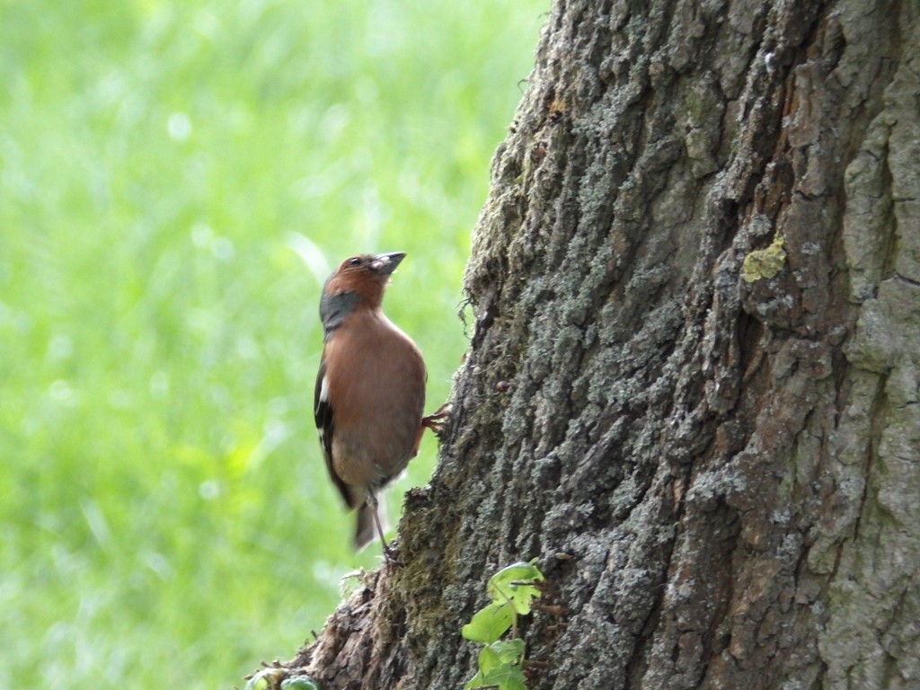livebirdspoland_3feecd08eb8d0e81791a0ede367ad5b2.jpg