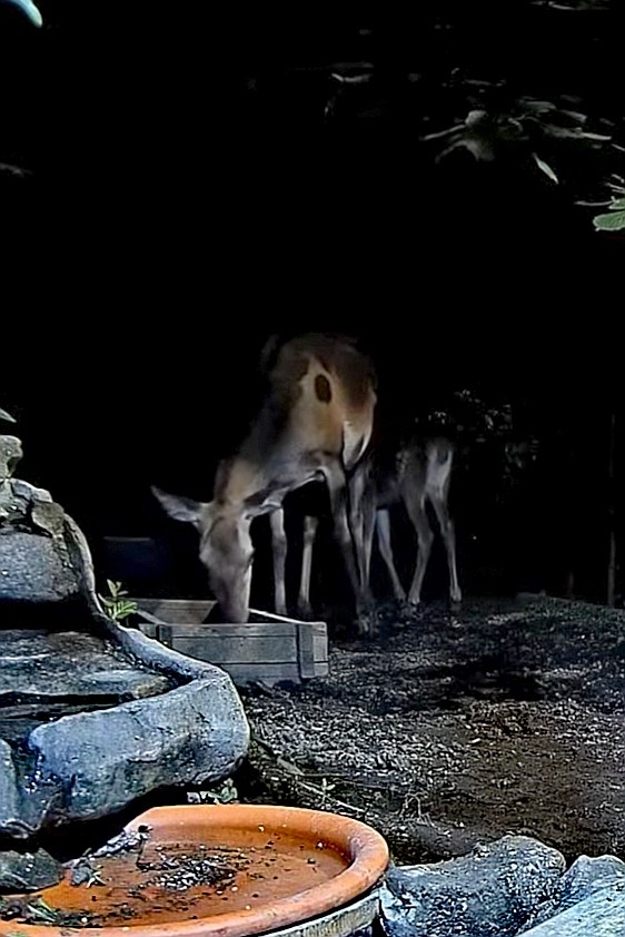 livebirdspoland_19d8fc7e4c48b420637ae9a8f73ef9f2.jpg