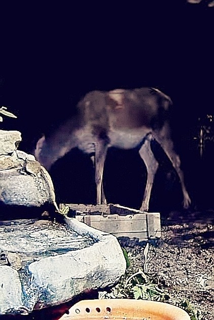 livebirdspoland_a9d25d6c2204a30d920986f266504d24.jpg