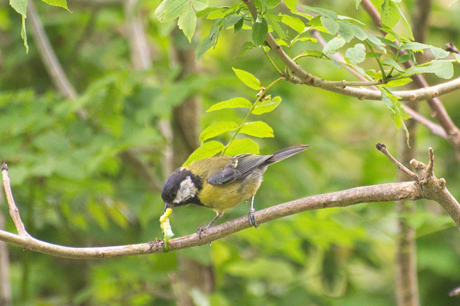 livebirdspoland_7a3fc462009a9137024a7b4f6179d60b.jpg