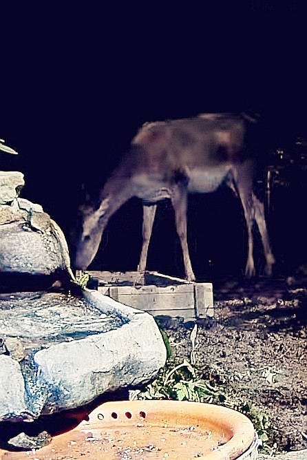 livebirdspoland_60b339763e9e40324e2277a390eb1fdd.jpg
