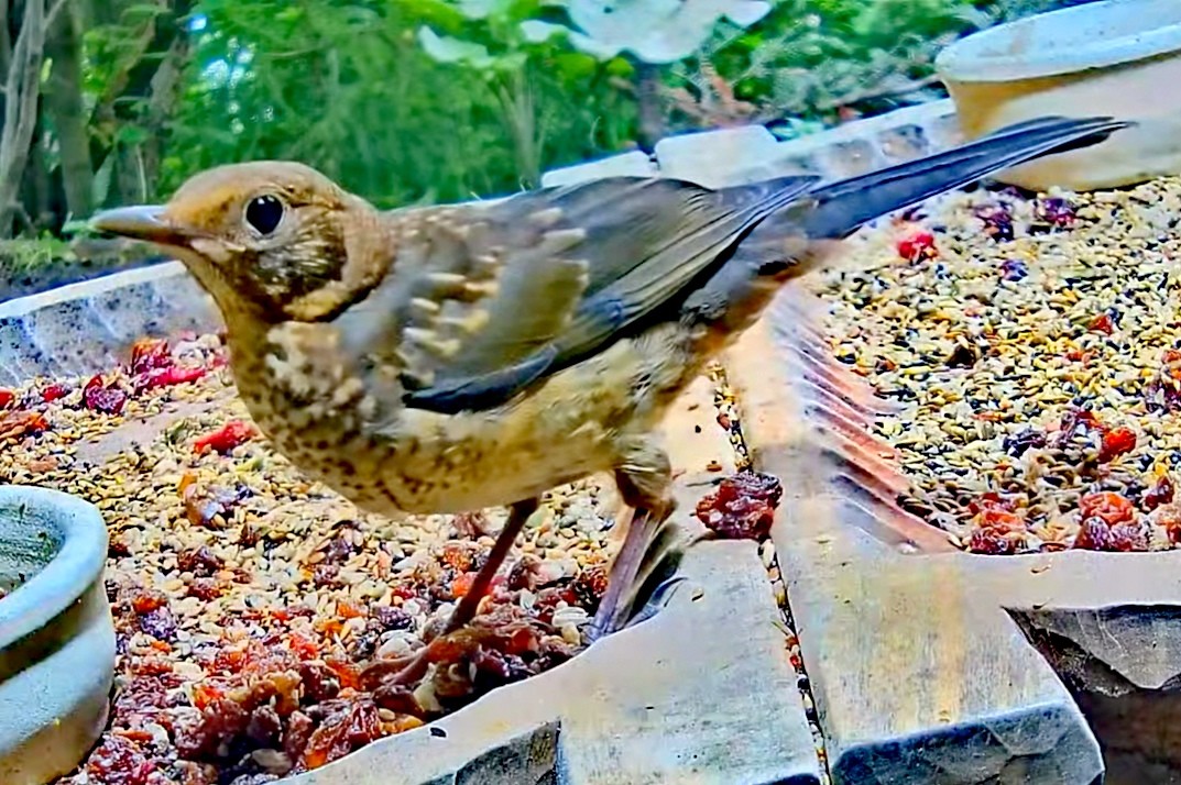 livebirdspoland_d3fa5090da010c83f54c59d68e1ae035.jpg