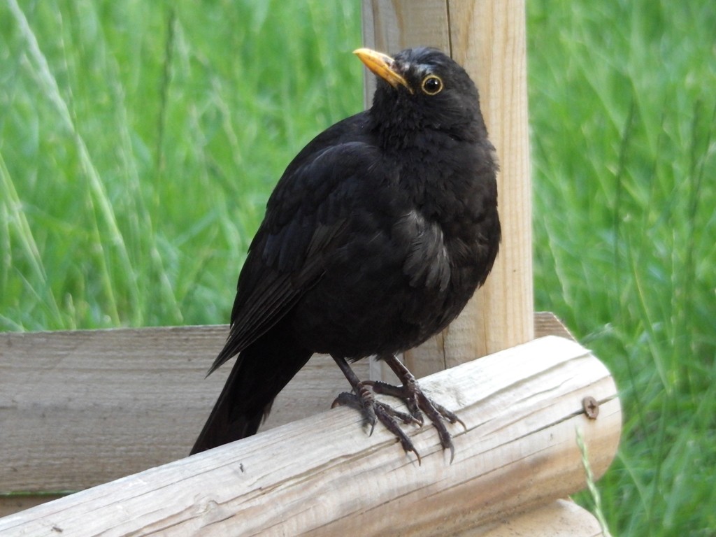 livebirdspoland_2d680fbf2fc5bc66b6b23b1227908b51.jpg
