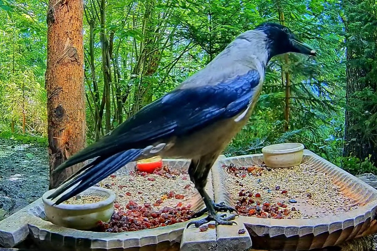 livebirdspoland_8ddedb57d35e903bf59d8045fb342fd8.jpg