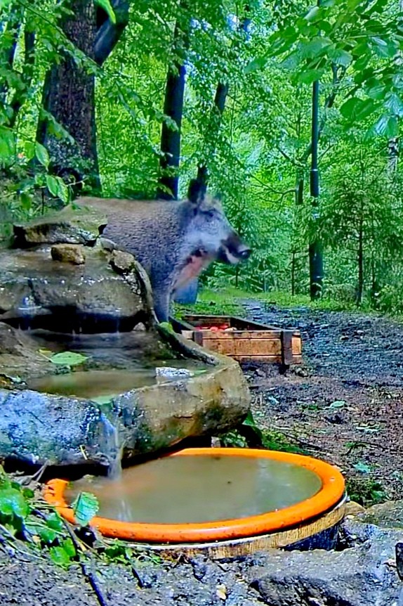 livebirdspoland_ac44456887ea95db8f453b16cb7870ff.jpg