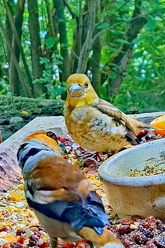 livebirdspoland_fc90114019b3ef4e5fb2f4966667cb18.jpg