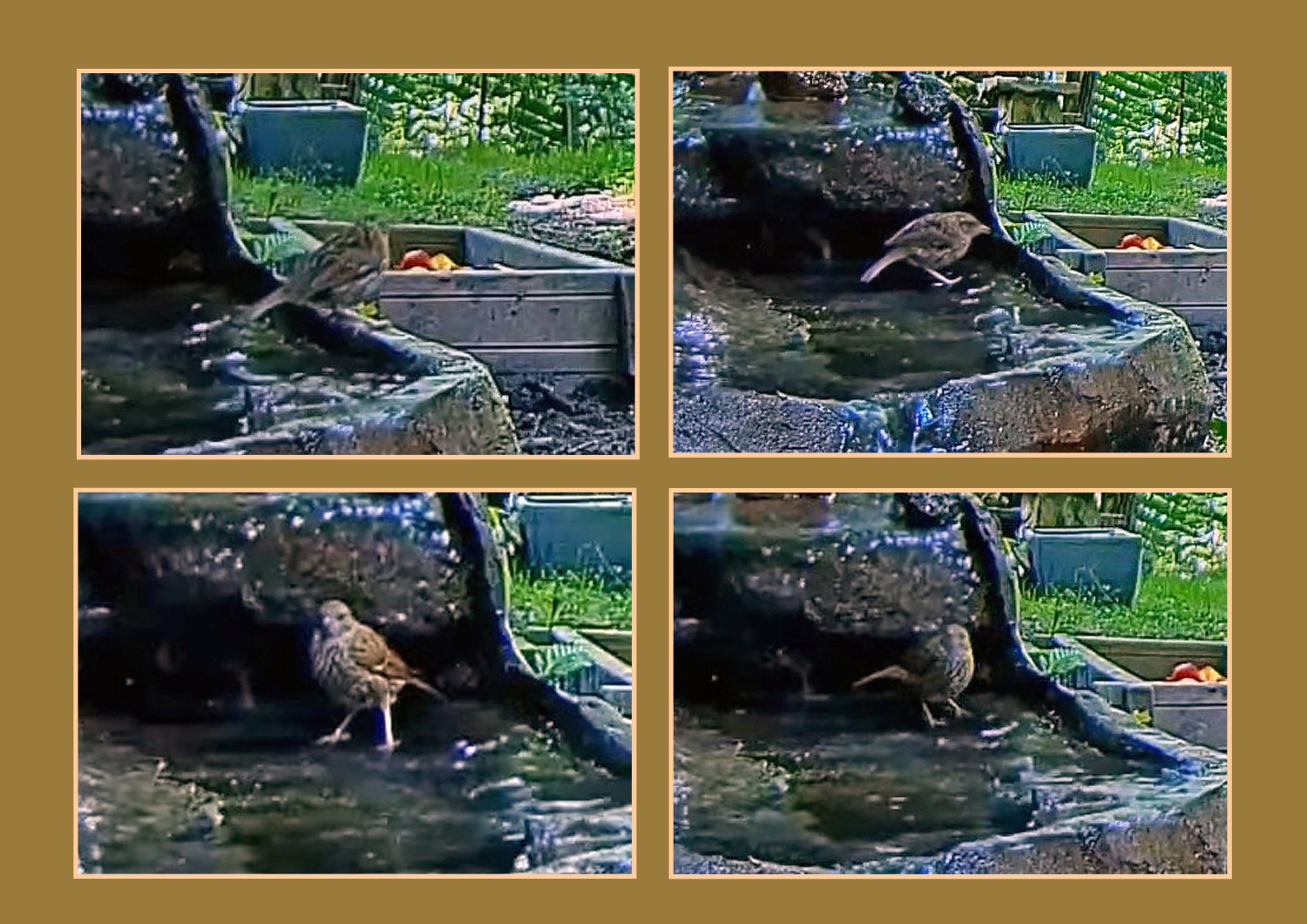 livebirdspoland_197670903edd3c7fc6fa8ed6f2856f94.jpg