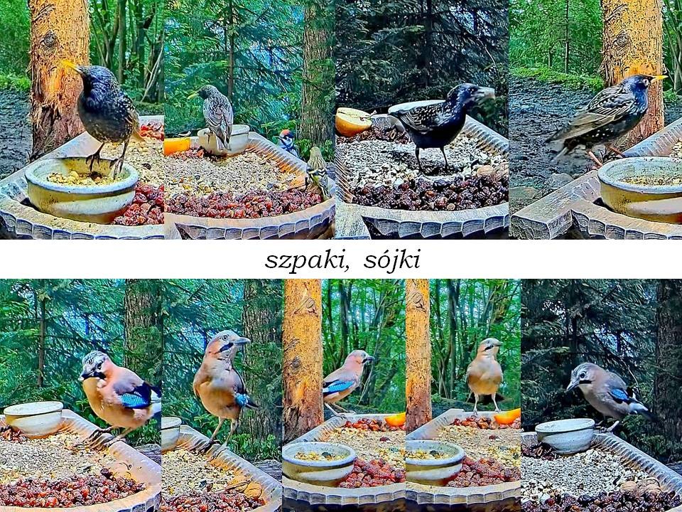 livebirdspoland_a985ba4f1108b66c5abb10673352c4a8.jpg