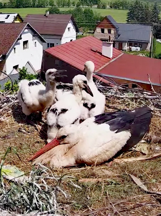 livebirdspoland_0a145031ace6bc8ebaf6d912e8d78d52.jpg