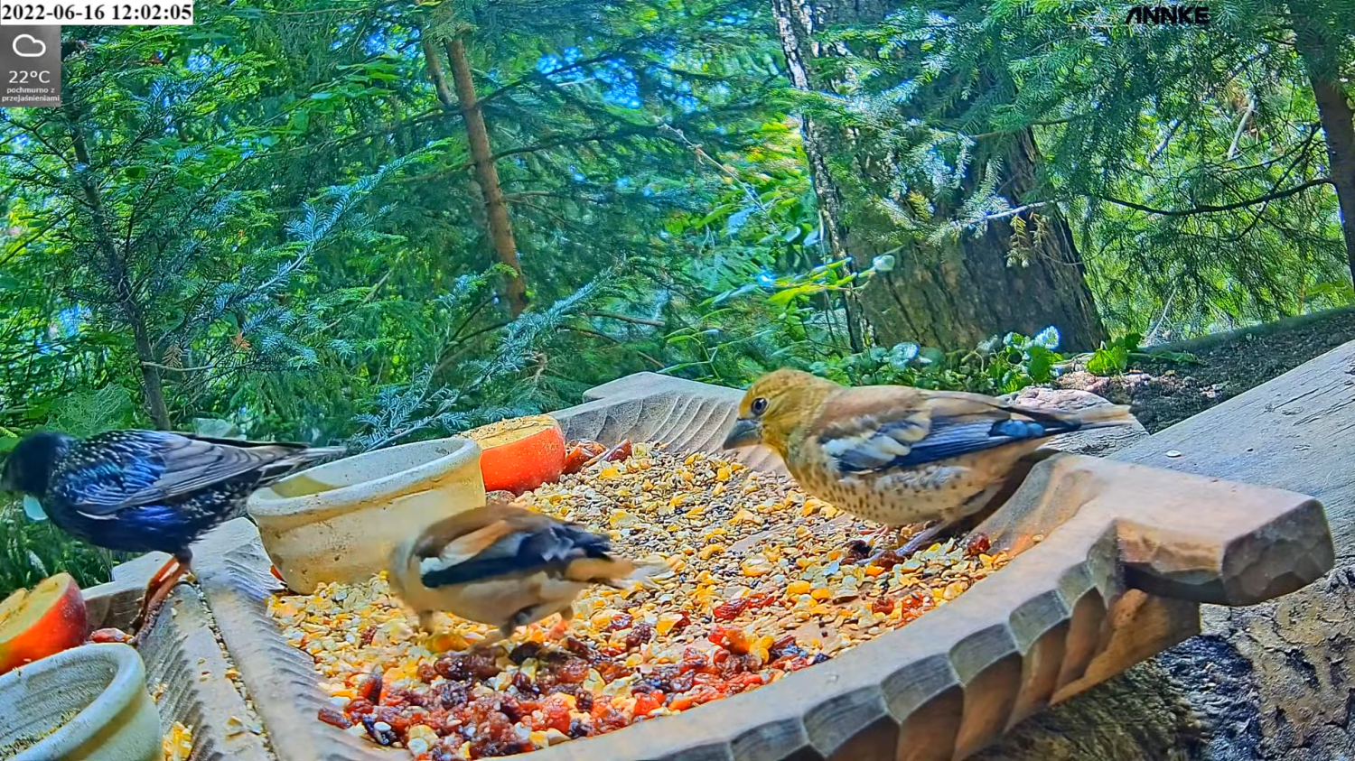 livebirdspoland_9b5eda0a2e5fc0cd9bf169fcb0b523e2.png