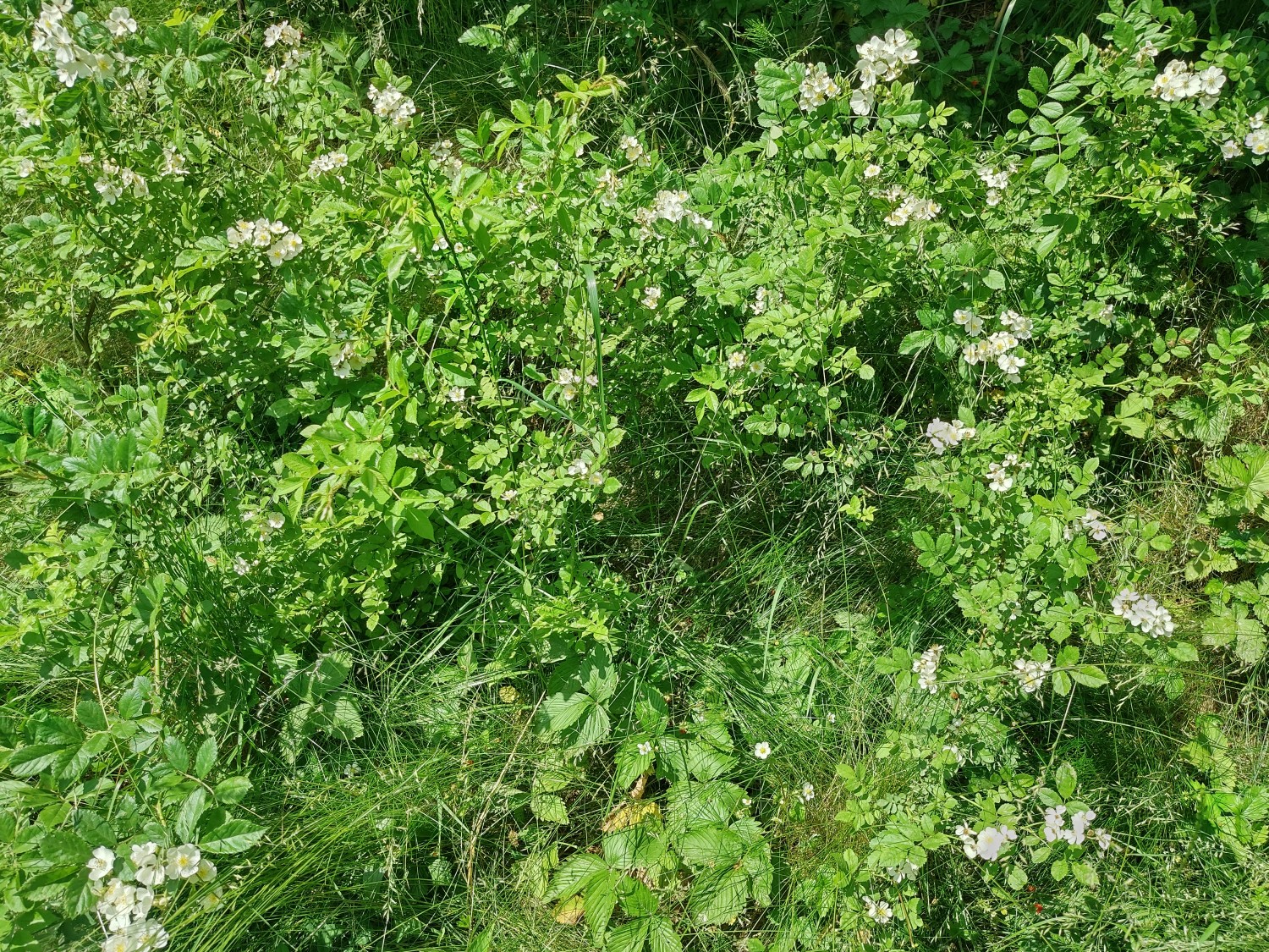 livebirdspoland_f234eca828c6ccebbd0aeb57889ee751.jpg