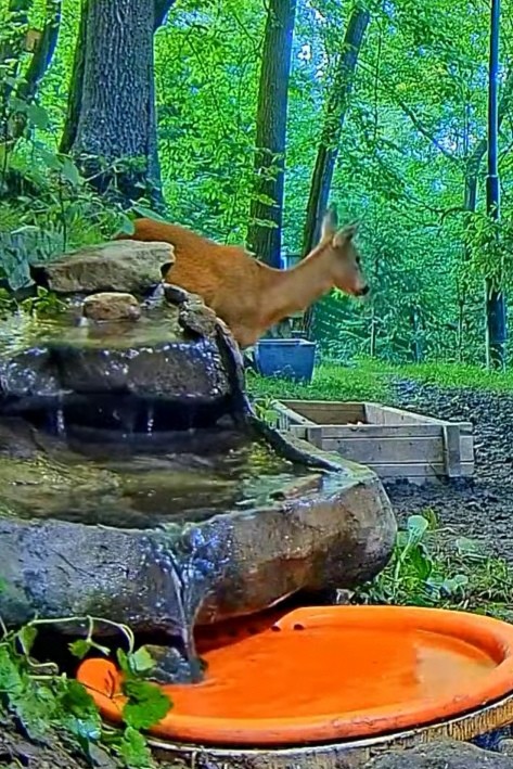 livebirdspoland_c75b9b10d669327532aebbb1c957cdec.jpg