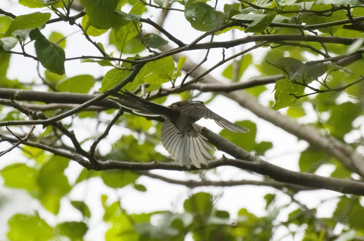 livebirdspoland_665247f88c3682bb0cb54f6d5065ecee.jpg