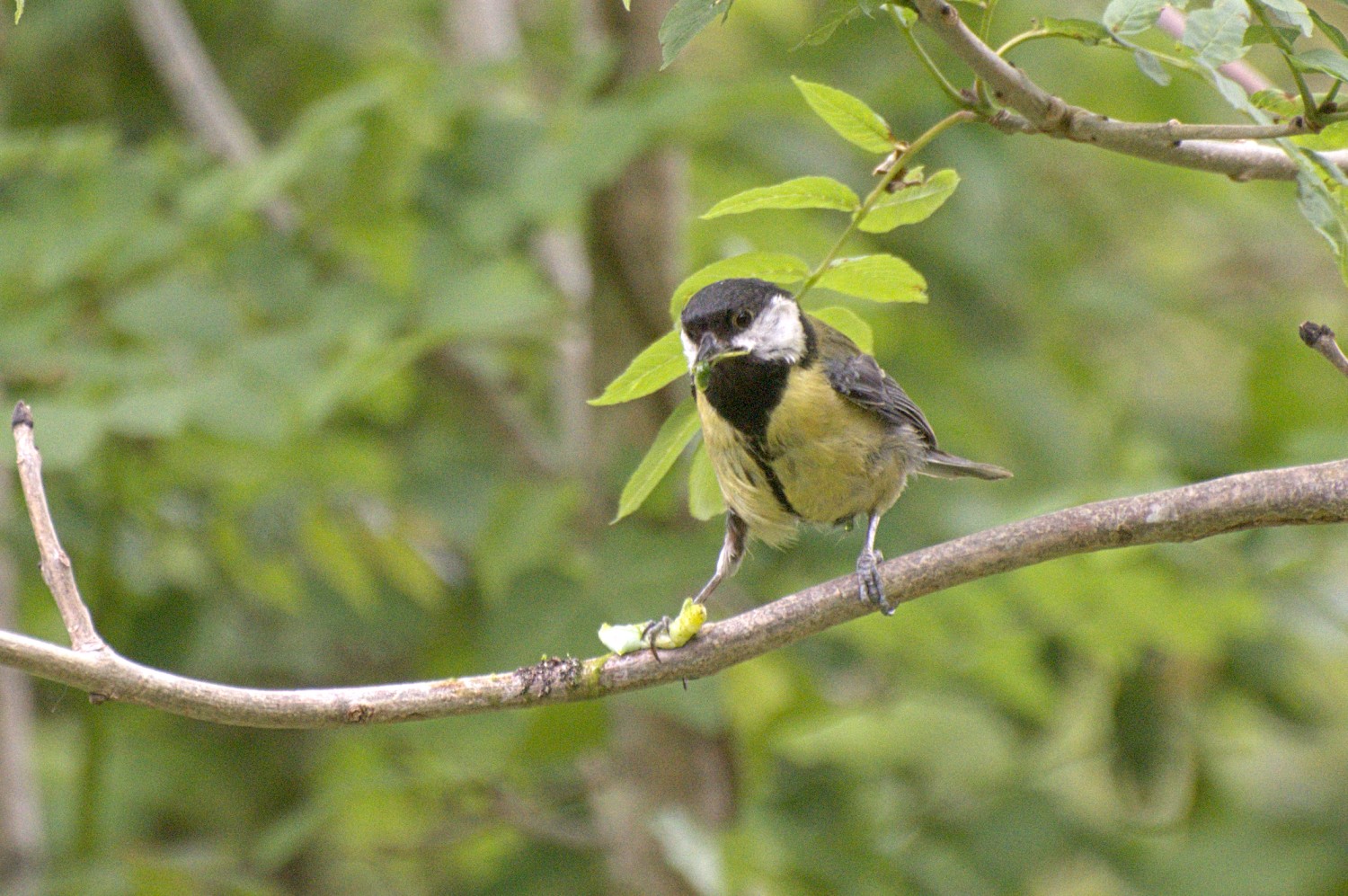 livebirdspoland_fcd45eae730154fa016a5168bca42242.jpg