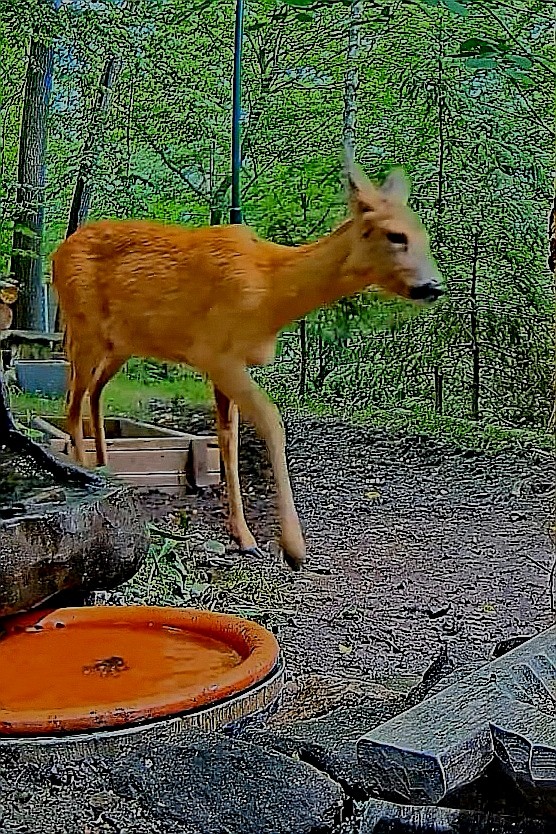 livebirdspoland_fae9aeec9f59e071eb2019008dadc034.jpg