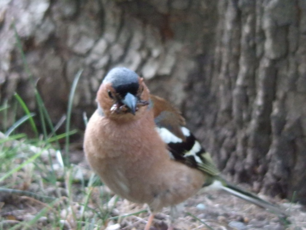 livebirdspoland_c2bf55b5c25171a6fe3556a10dcf4c00.jpg