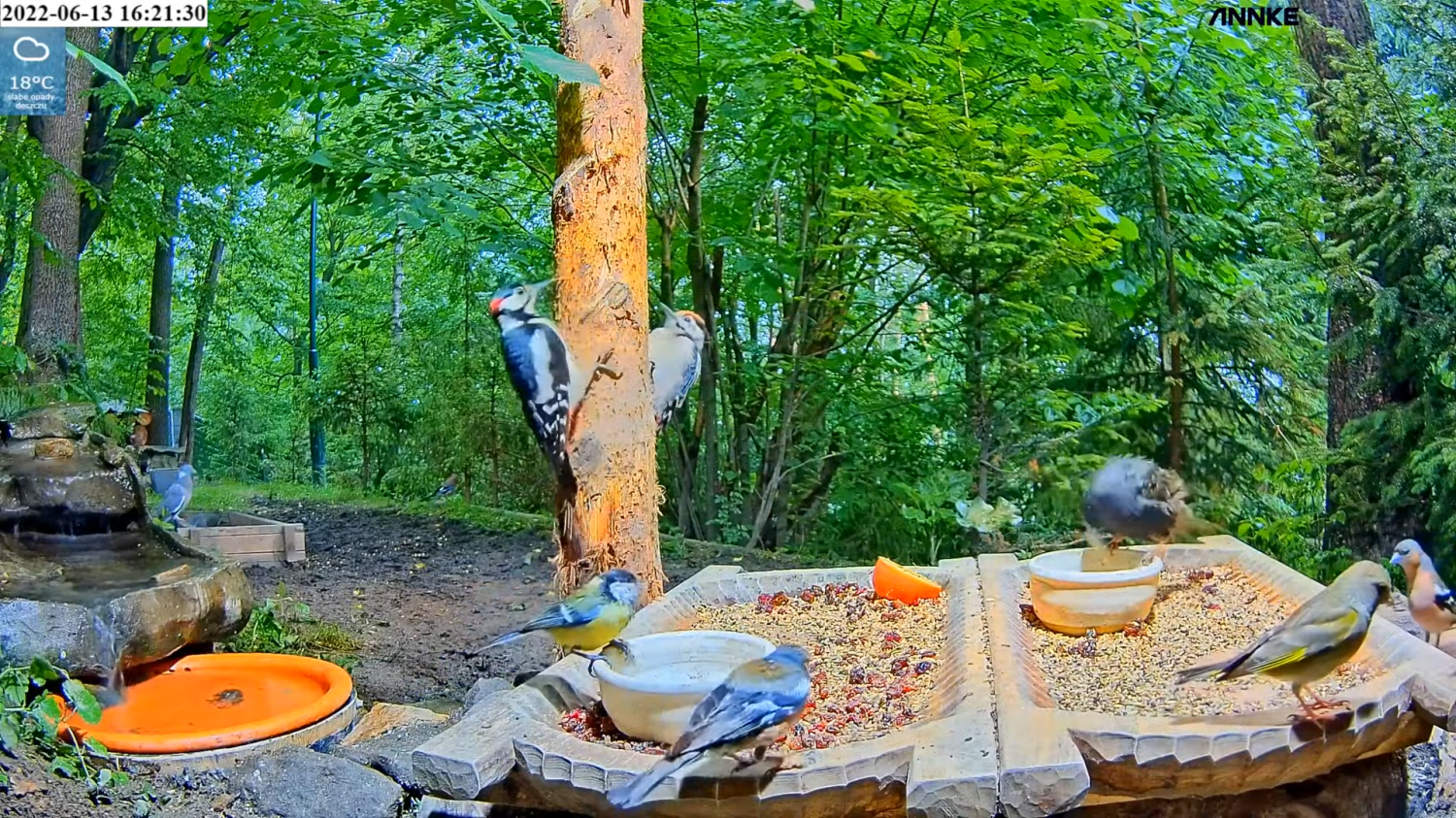 livebirdspoland_7c71c9cf1d4374d46c6ddae44744bf39.png