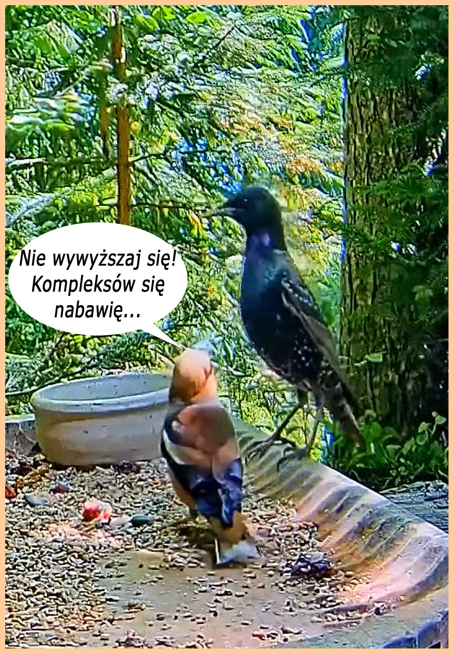 livebirdspoland_768a92377952718963e102f2f41bcbfd.jpg