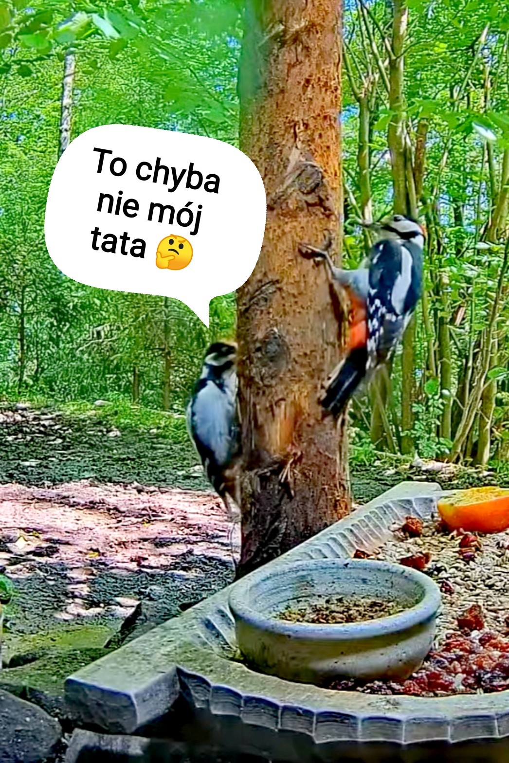 livebirdspoland_0b74cb375fb33b6e120a9ce3b76ccecd.jpg