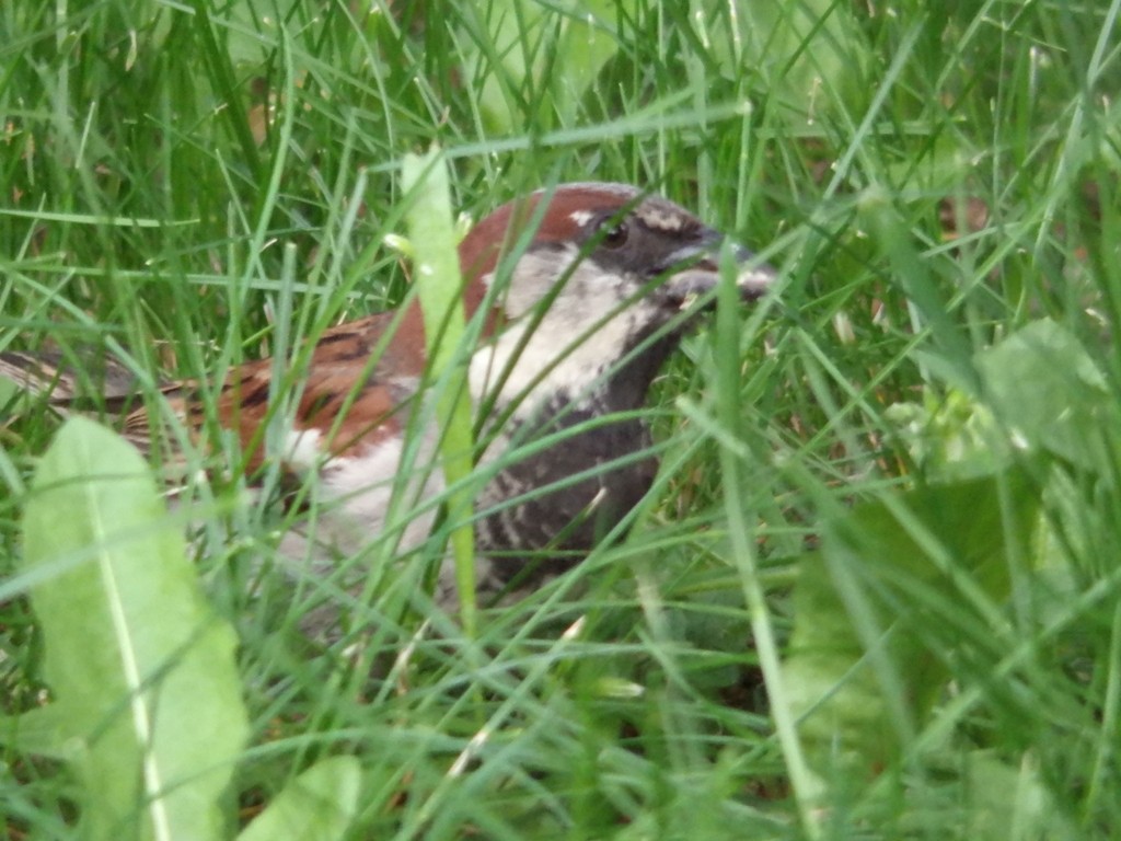 livebirdspoland_875937206f651a2903699d31b4341852.jpg