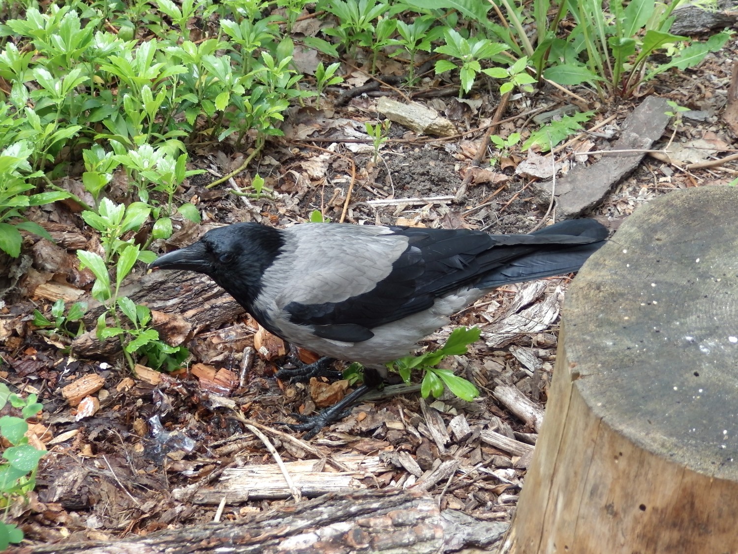 livebirdspoland_6745feab38806f64c273d15d8c3d89ec.jpg