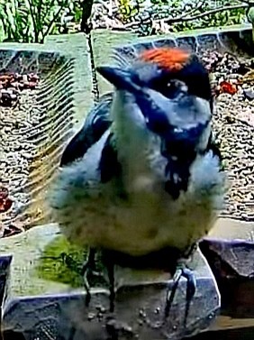 livebirdspoland_7de5a38fa77e3fc83f5313d3f45497a7.jpg