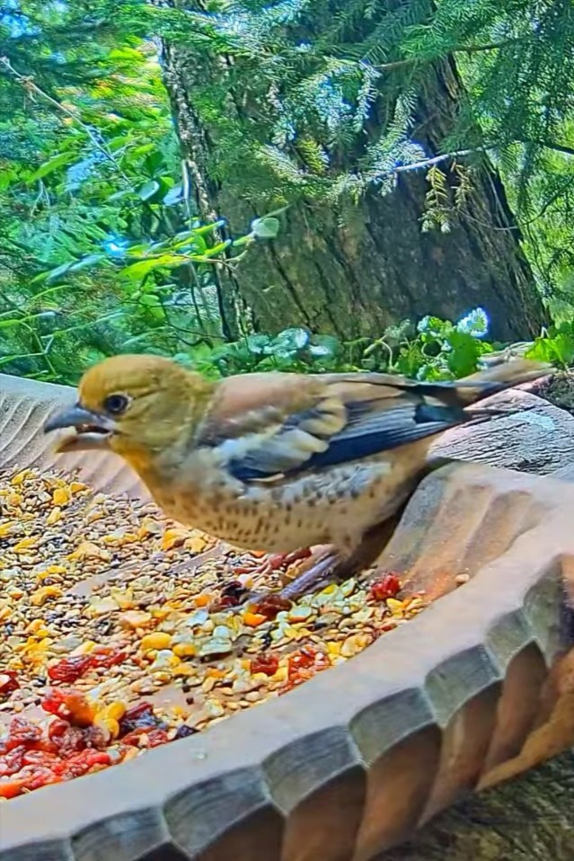 livebirdspoland_d98a958ba5a60ccbdcfbef01c59f4caf.jpg