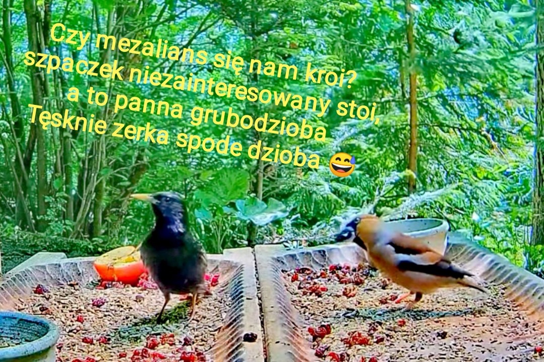 livebirdspoland_80e0cad022f326e984bbc2f847a6c901.jpg