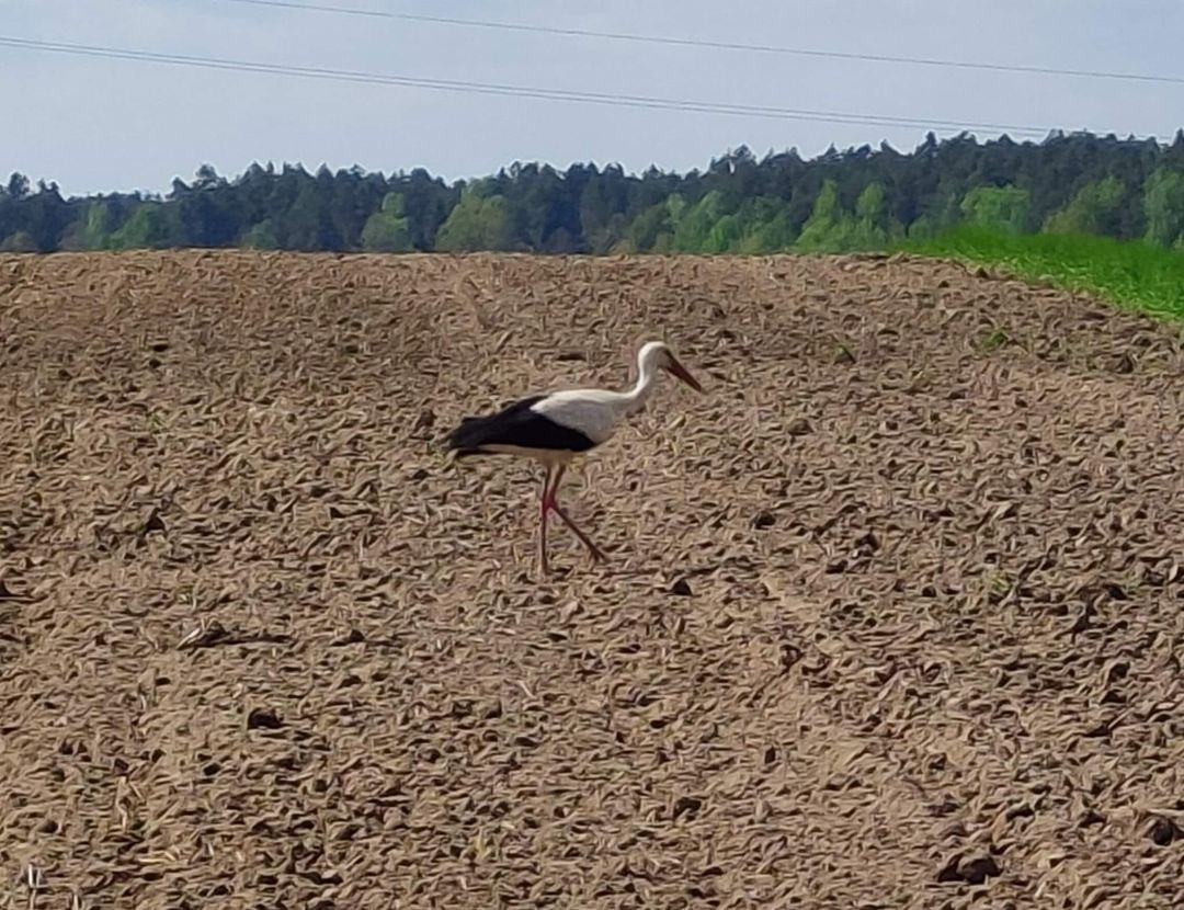 livebirdspoland_dd72be7af611d7343245b3e221f96908.png