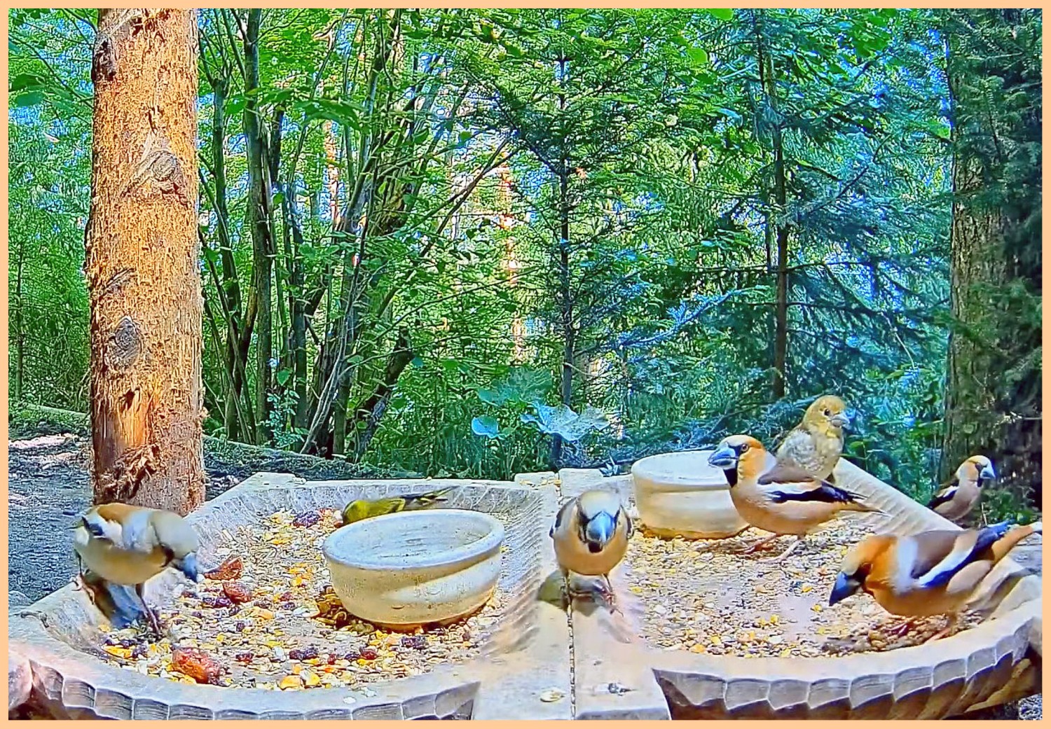 livebirdspoland_4d57f402c9dce0786261a6fe0b3b780b.jpg