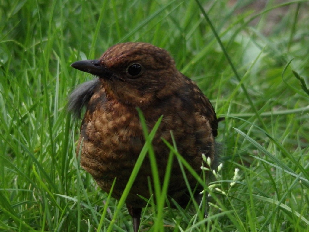 livebirdspoland_5e55098414c1ca892ba0d251cb771b5f.jpg