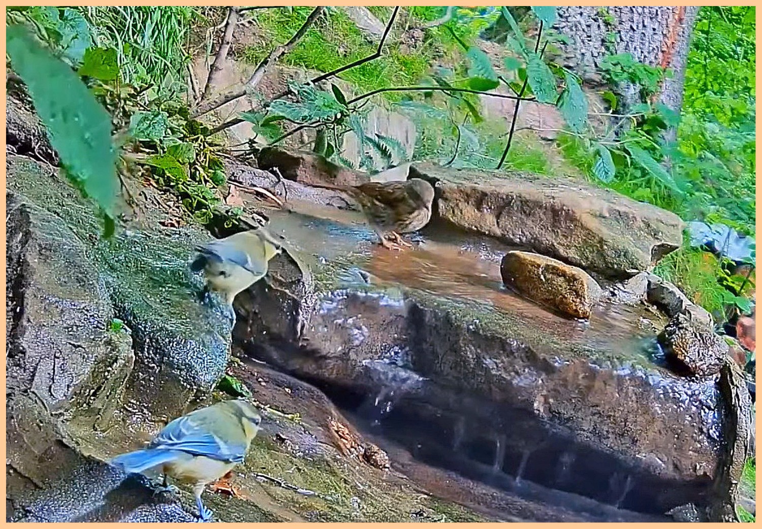 livebirdspoland_e7f66eeef054f23c0ea375bfe59192c6.jpg