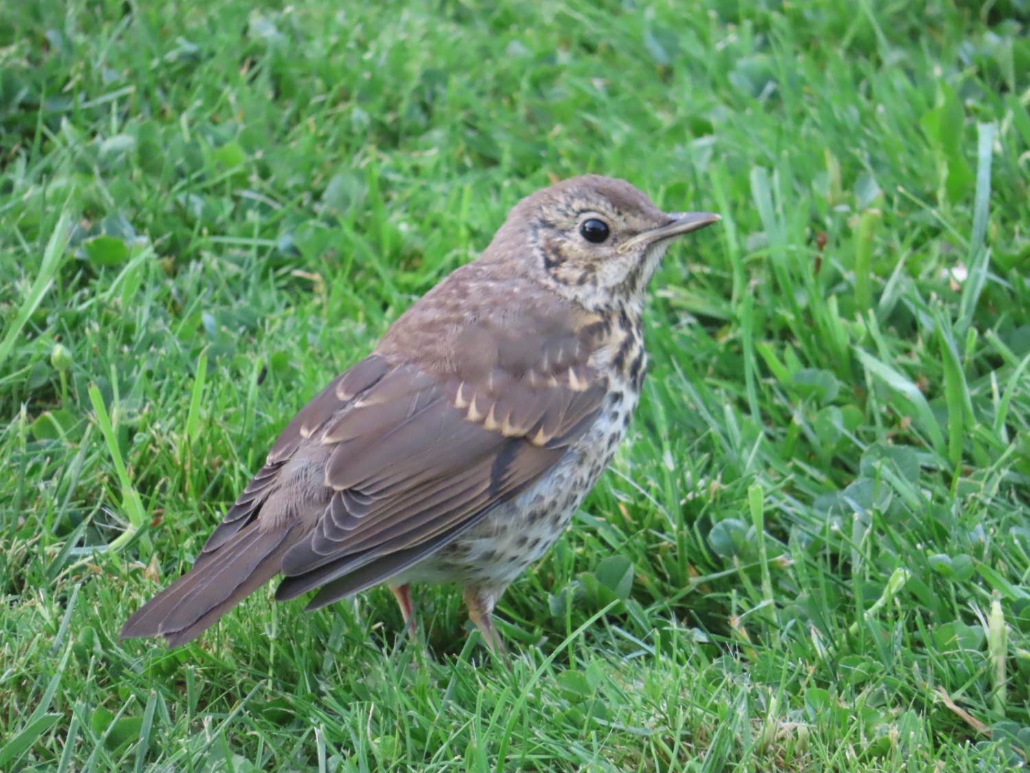 livebirdspoland_670cf31f33200037f33368ec9f16ed79.jpg