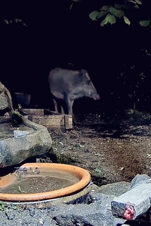 livebirdspoland_513dd979ff23e973d8e1097d985d1080.jpg