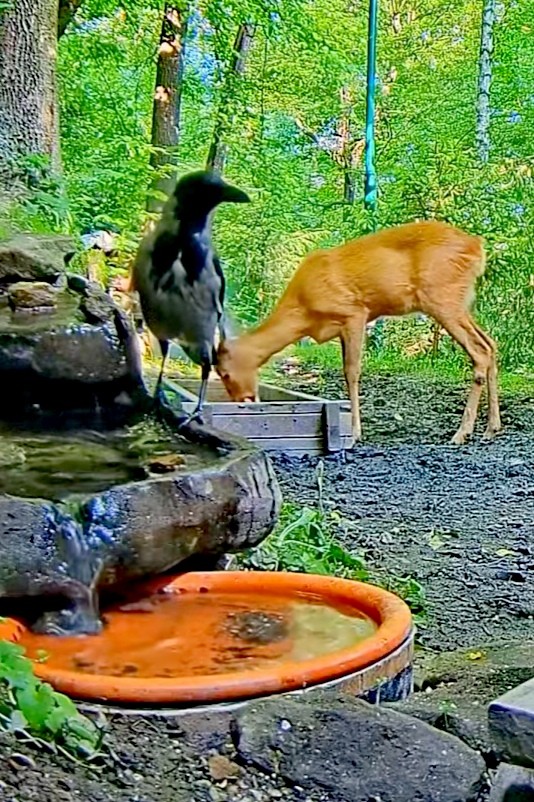 livebirdspoland_c9a509ae84336c9d65268630768a2bcd.jpg