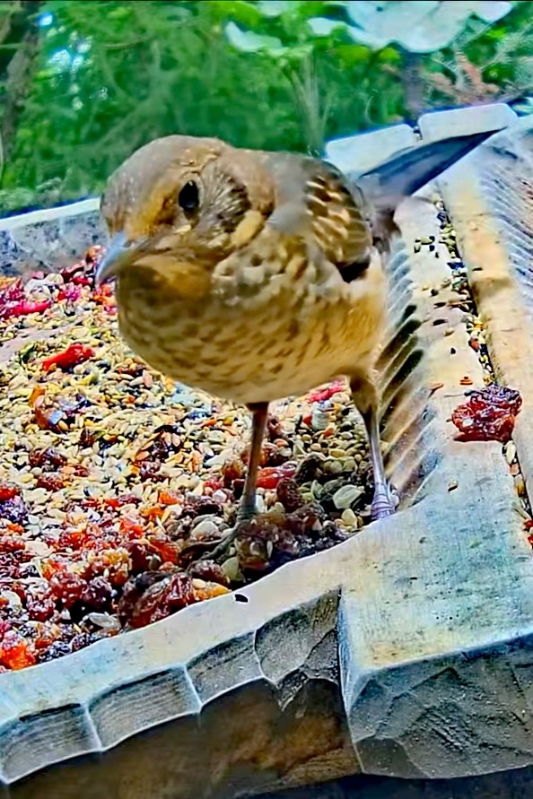 livebirdspoland_2e98e97fd8f823ab01a85ae5e8d173b0.jpg