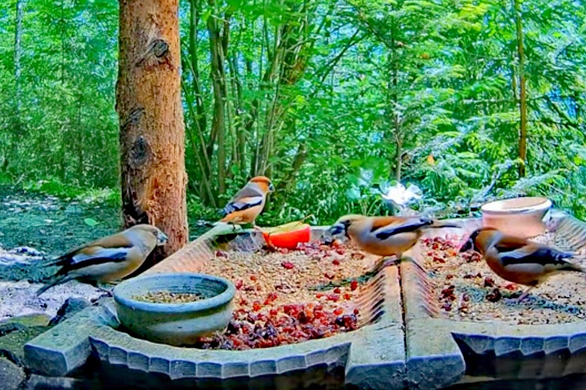 livebirdspoland_30f13eb5023045969e7eba30769925b9.jpg