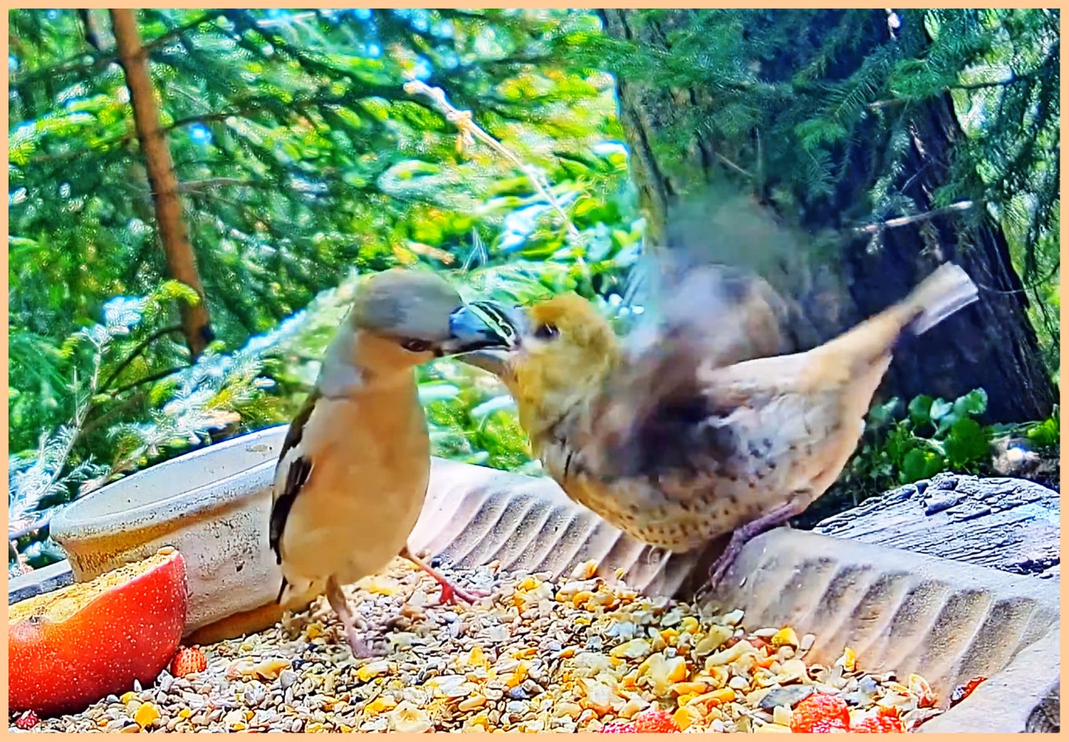 livebirdspoland_13b6c3d529975ae9beae560a76785574.jpg
