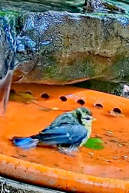livebirdspoland_0ec43933e2aa58f8892d6707a8ab71cc.jpg