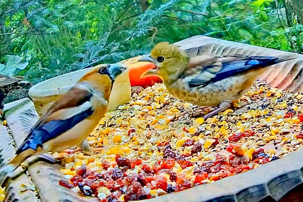 livebirdspoland_9e2fb3c1bb9a8834f8a86c433dc17413.jpg