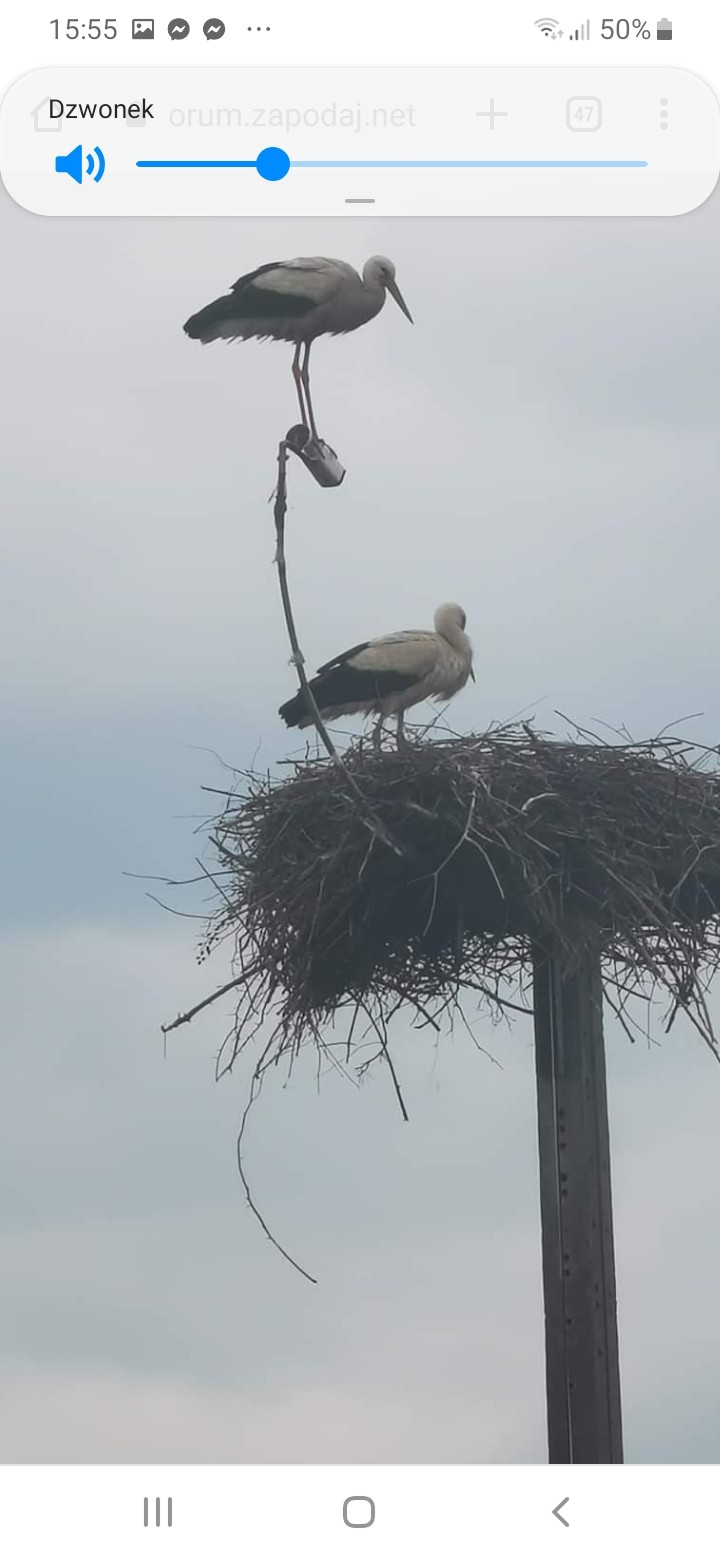 livebirdspoland_204149e38120eb478445b0b99b3237e8.jpg