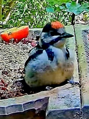 livebirdspoland_8ca8e5adcde7b7ad5c75625b89c2a7d3.jpg