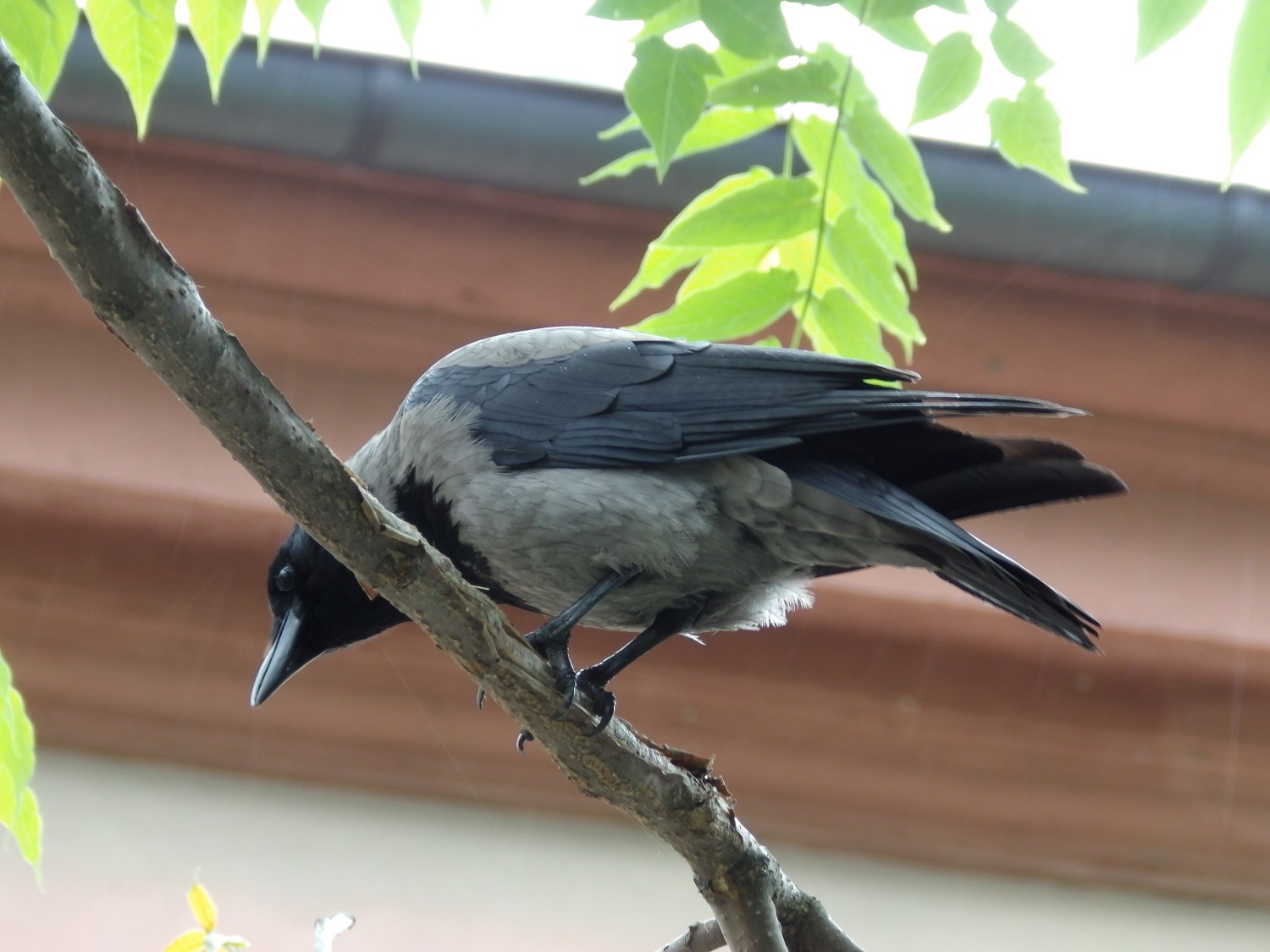 livebirdspoland_4d52e41fc61cec5e9408967a60c31a21.jpg