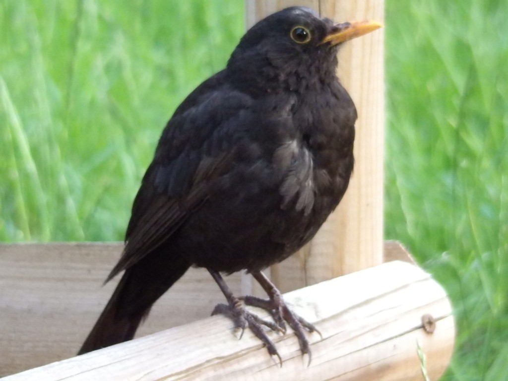 livebirdspoland_e8863c9372c27d5a369ac38f8fe115a3.jpg