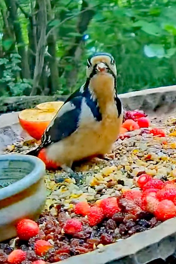 livebirdspoland_ef4804119f010eec94a0fffe9f70dad6.jpg