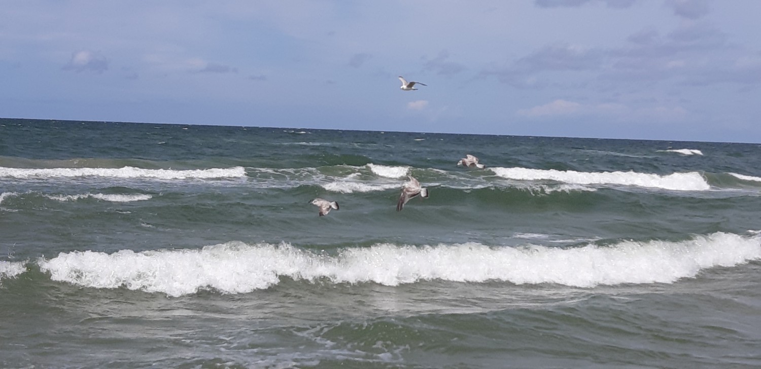 livebirdspoland_b91f7c5e21d1d2f4dc769564acd4ba8e.jpg