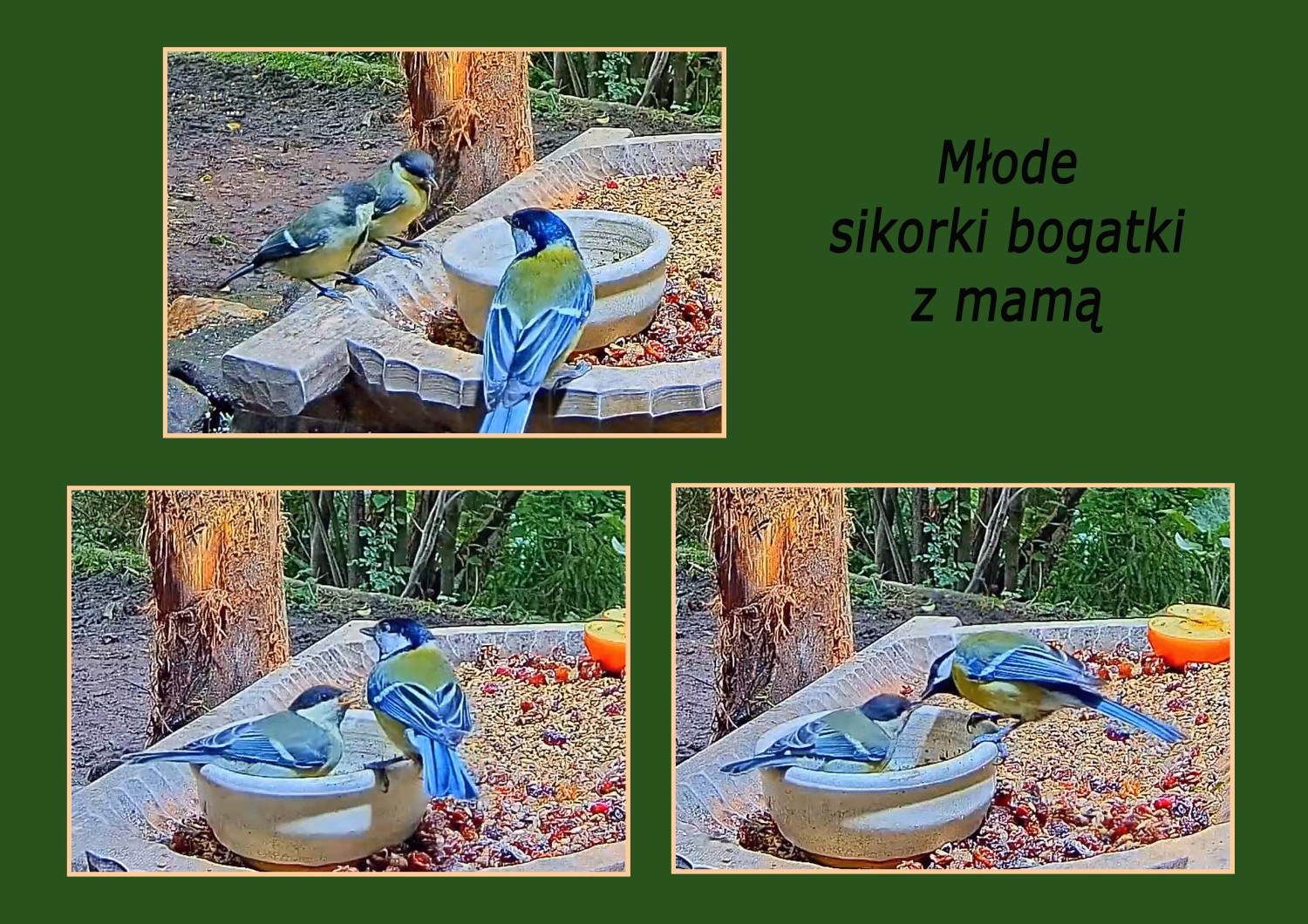 livebirdspoland_3560243efe75ba0b580b0b8b6815eb8f.jpg