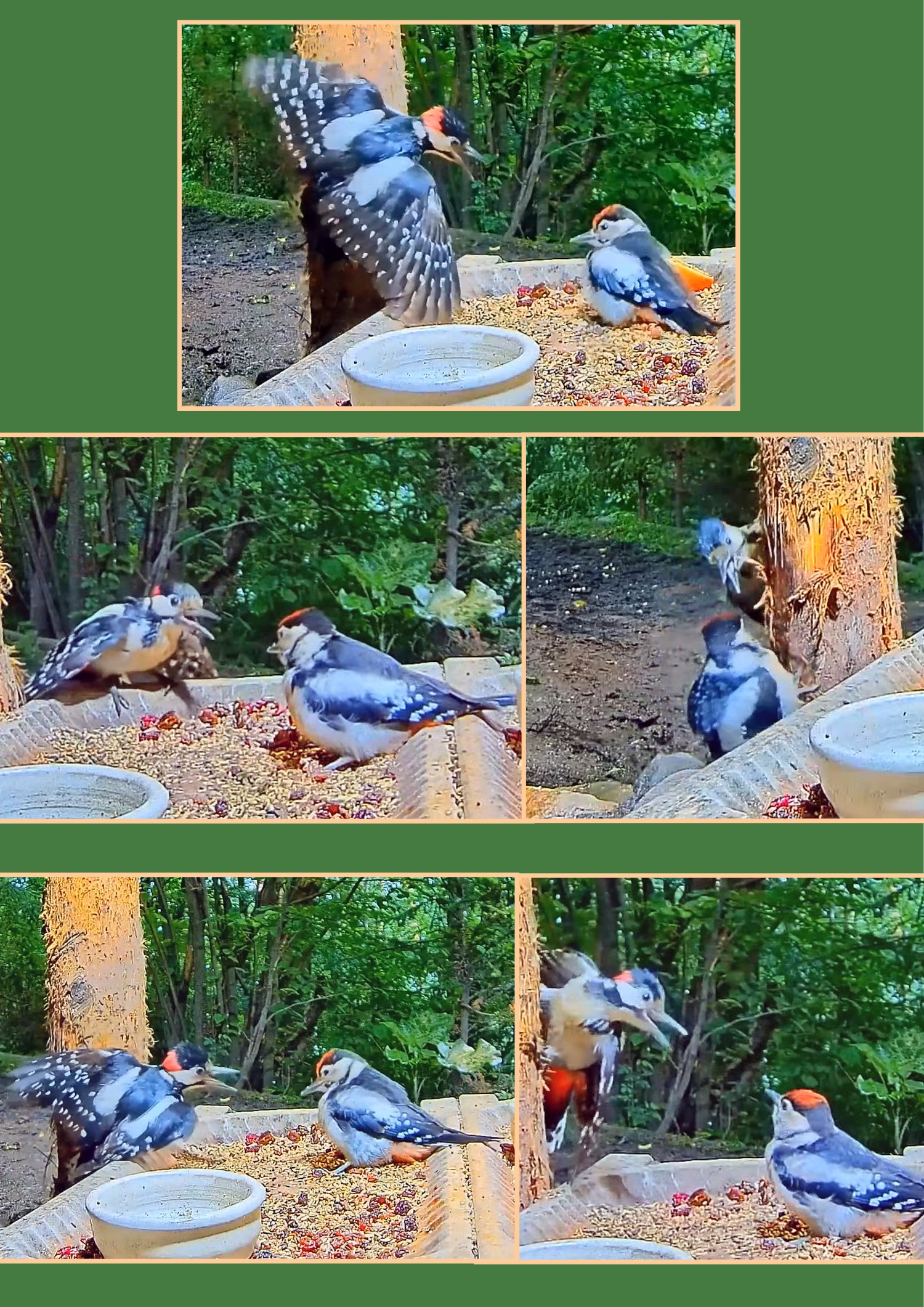 livebirdspoland_00370d6e7226affc9be51dc64936edd0.jpg