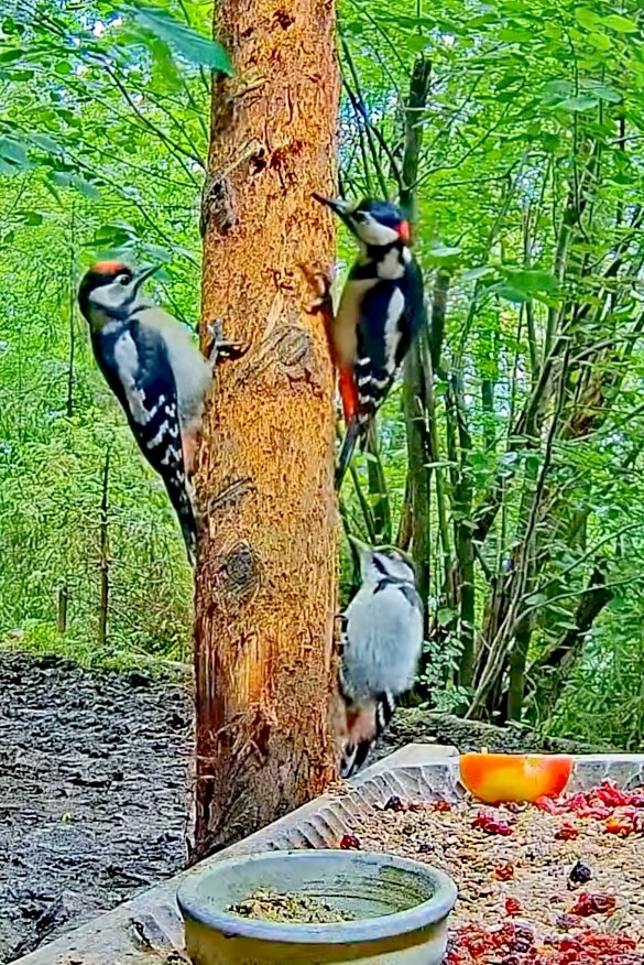 livebirdspoland_3cd5472494a809212316d4e7bbe0741c.jpg